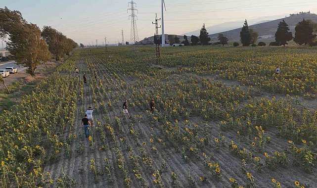 Doğal fotoğraf stüdyosu halini alan ayçiçek tarlası vatandaşların ilgi odağı oldu