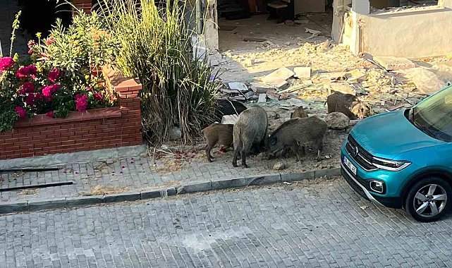 Domuz sürüsü mahalleye indi, vatandaşlar tedirgin oldu