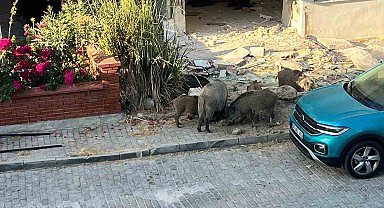 Domuz sürüsü mahalleye indi, vatandaşlar tedirgin oldu