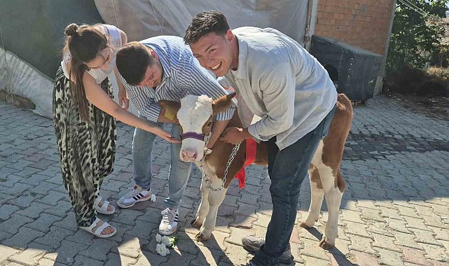 Düğünde arkadaşına altın yerine buzağı taktı