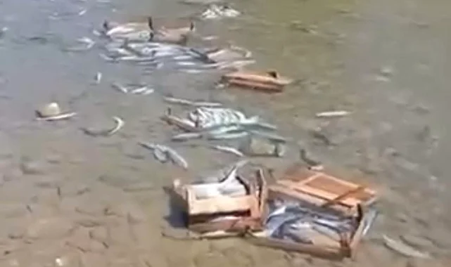 Düzce Cuma Yanı'nda palamutların dereye döküldüğü iddiası