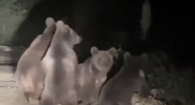 Düzce'de anne ayı ve 3 yavrusu görüntülendi