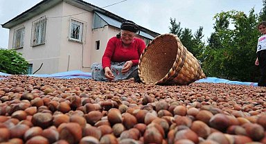 Düzce'den AB ülkelerine 7 bin 192 ton fındık ihraç edildi