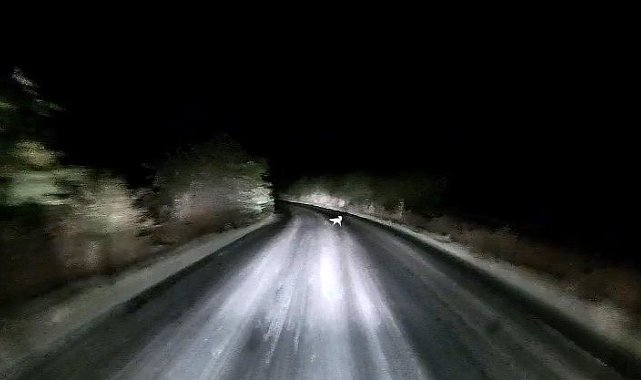 Edirne'de araç farlarına yakalanan tilkinin kaçış anı kamerada