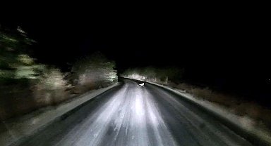 Edirne'de araç farlarına yakalanan tilkinin kaçış anı kamerada