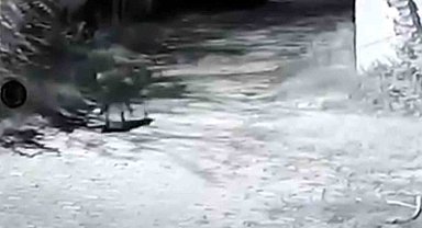 Edirne'de çiftliğe kurt girdi: 1 koyun telef oldu