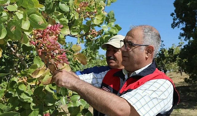 Elazığ'da 38 ton Antep fıstığı rekoltesi bekleniyor