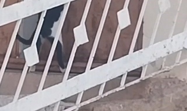 Elazığ'da bir kedi, evin kapısını açarak içeri girdi