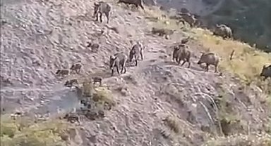 Elazığ'da domuzlar sürü halinde görüntülendi