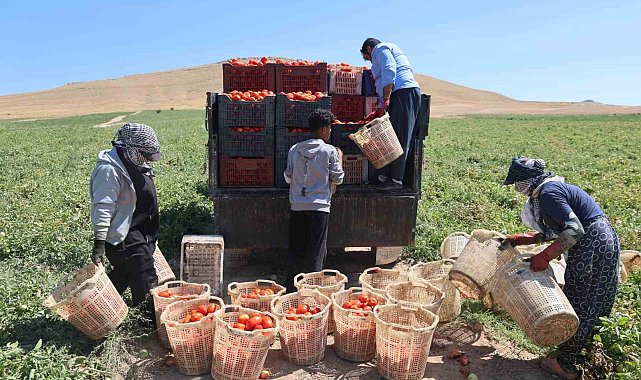 Elazığ'da mevsimlik işçilerin tarlada ekmek mücadelesi