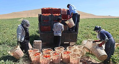 Elazığ'da mevsimlik işçilerin tarlada ekmek mücadelesi