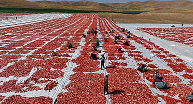 Elazığ'da üretilen domatesler, dünya sofralarını tatlandırıyor
