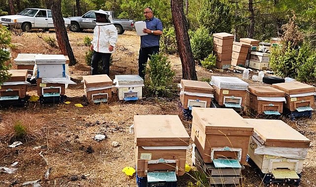 Emet'te arılı kovan tespit çalışması yapıldı