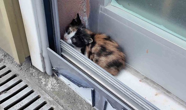 Emlakçı ofisteki gizemli sesin peşine düştü, tabelayı sökünce yavru kedi çıktı