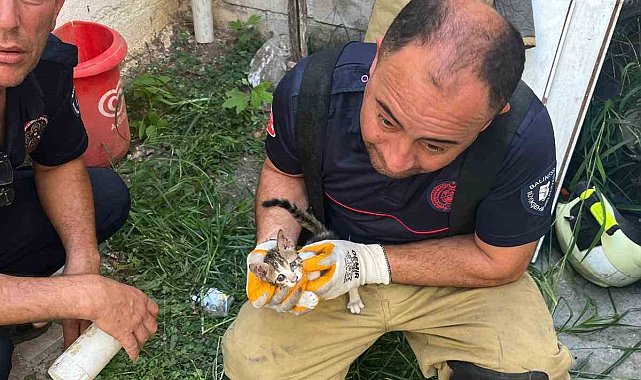 Erdek'te iki bina arasına sıkışan yavru kedi kurtarıldı