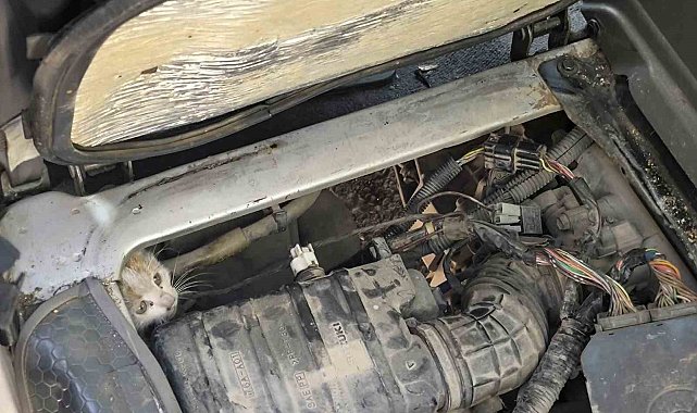 Erzincan'da araç motorunda mahsur kalan yavru kedi kurtarıldı