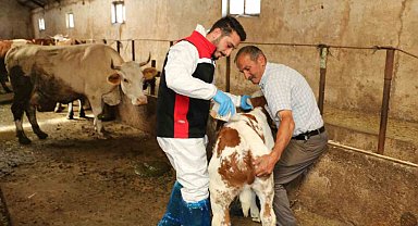 Erzincan'da hayvanları kenelere karşı korumak için ilaçlama başladı