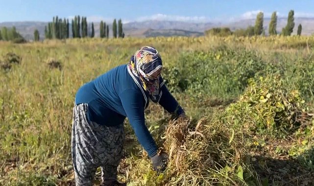 Erzincan'da kuru fasulyenin hasadına başlandı