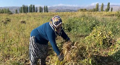 Erzincan'da kuru fasulyenin hasadına başlandı