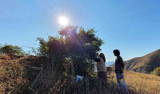 Erzincan'da kuşburnu, zorlu arazilerde toplanmaya başlandı