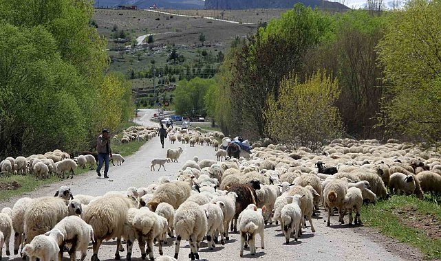 Erzincan'da yaylacılar, 5 aylık sezonun ardından dönüş yolculuğuna başladı