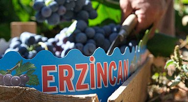 Erzincan'ın siyah incisi Cimin üzümünde hasat zamanı