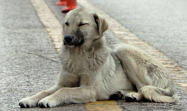 Erzurum'da radikal karar: Sokakta sahipsiz hayvanları beslemek yasaklandı
