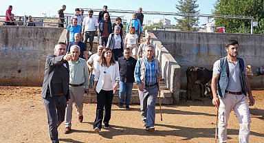 Eşbaşkan Bucak, hayvan borsasında incelemelerde bulundu