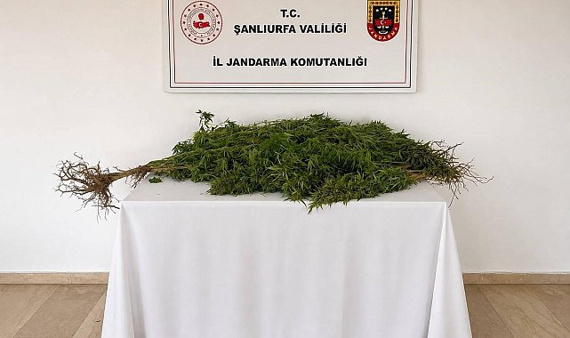 Eyyübiye'de 8 kök kenevir bitkisi ele geçirildi