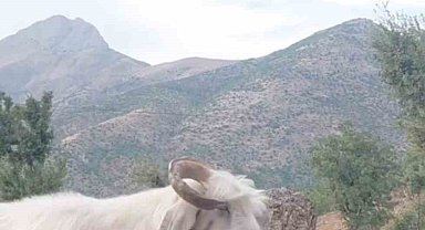 Fenomen çobanın keçiyle mücadelesi gülümsetti