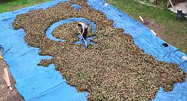 Fındık harmanında sıra dışı sanat: Fındıklarla Türkiye haritası ve bayrağı çiziyor
