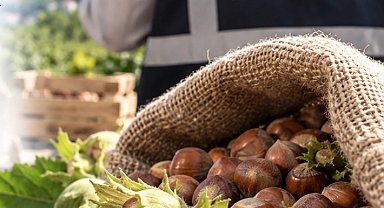 Fındık piyasasında mercek büyütüldü! Ordu ve Giresun'da müfettişler sahada
