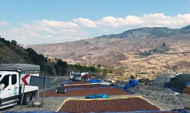 Fındık üreticilerinin güneş arayışı