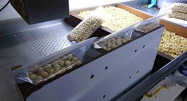 Fındıkta hasat sezonu tamamlandı; kırım, kavurma ve paketleme çalışmaları başladı