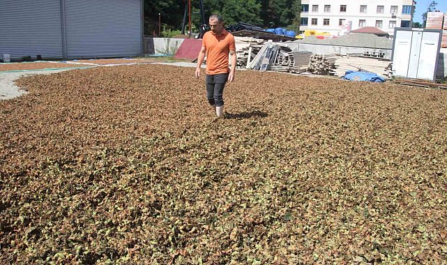 Fındıkta zorlu kurutma mesaisi sürüyor