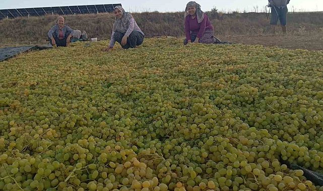 Fiyatlardaki dengesizlik çiftçiyi kuru üzüme sevk etti