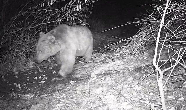 Fotokapana yansıyan yaban hayatı Bayburt'ta görüntülendi