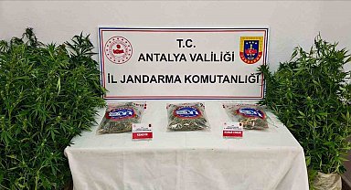 Gazipaşa'da 146 kök kenevir ve 1 kilo 150 gram esrar ele geçirildi