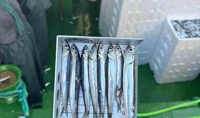 Gırgır teknelerinde balık boyu denetimi