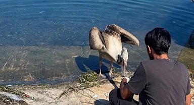 Göç yolunda yorulan pelikan Mudanya'da tedavi altına alındı