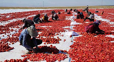 Güneş ve poyrazla kurutulan Niğde domatesi dünya sofralarına ulaşıyor