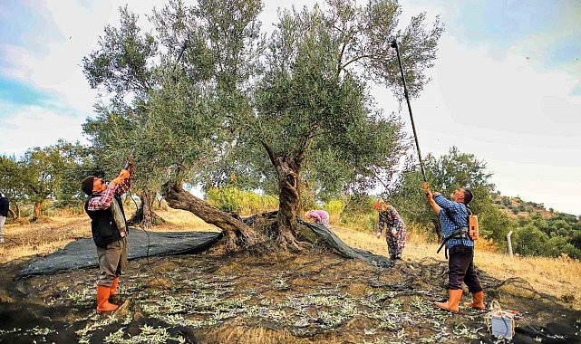 Güney Marmara'da zeytin hasadı başladı, üreticinin gözü fiyatta