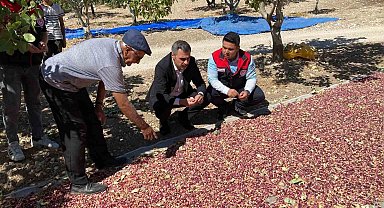 Güney'de toplanan Antep fıstıkları üreticinin yüzünü güldürüyor