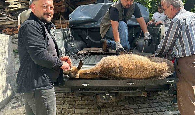 Halsiz düşen yaban keçisi köye sığındı