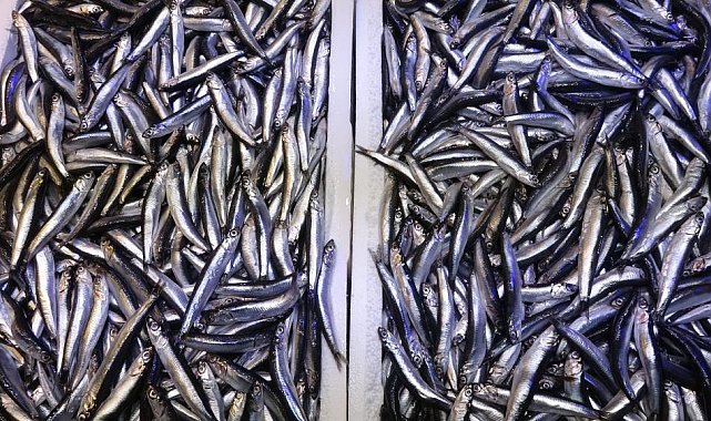 Hamsi ve istavrit avında kota vurgusu