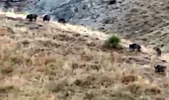 Hasada günler kala domuz sürüsü kabusu: Elma bahçeleri talan edildi