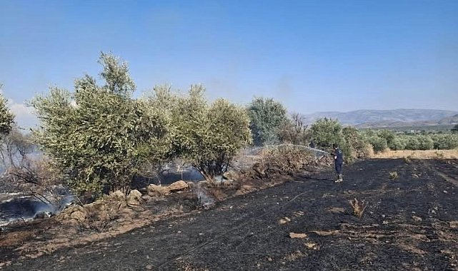 Hassa'da zeytinlik alan ve anız yangını geniş alana yayılmadan söndürüldü