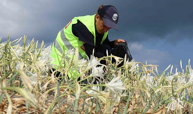 Hatay Büyükşehir Belediyesi'nden Samandağ Sahili'ndeki nadir türlere özel koruma çalışması