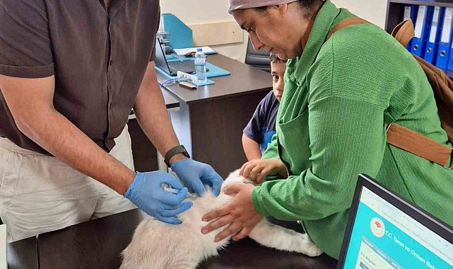 Hatay'da kuduz aşılama çalışmaları sürüyor