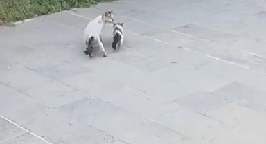 Havalandırma boşluğuna düşen yavru kediyi itfaiye kurtardı